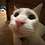 AdorableCat